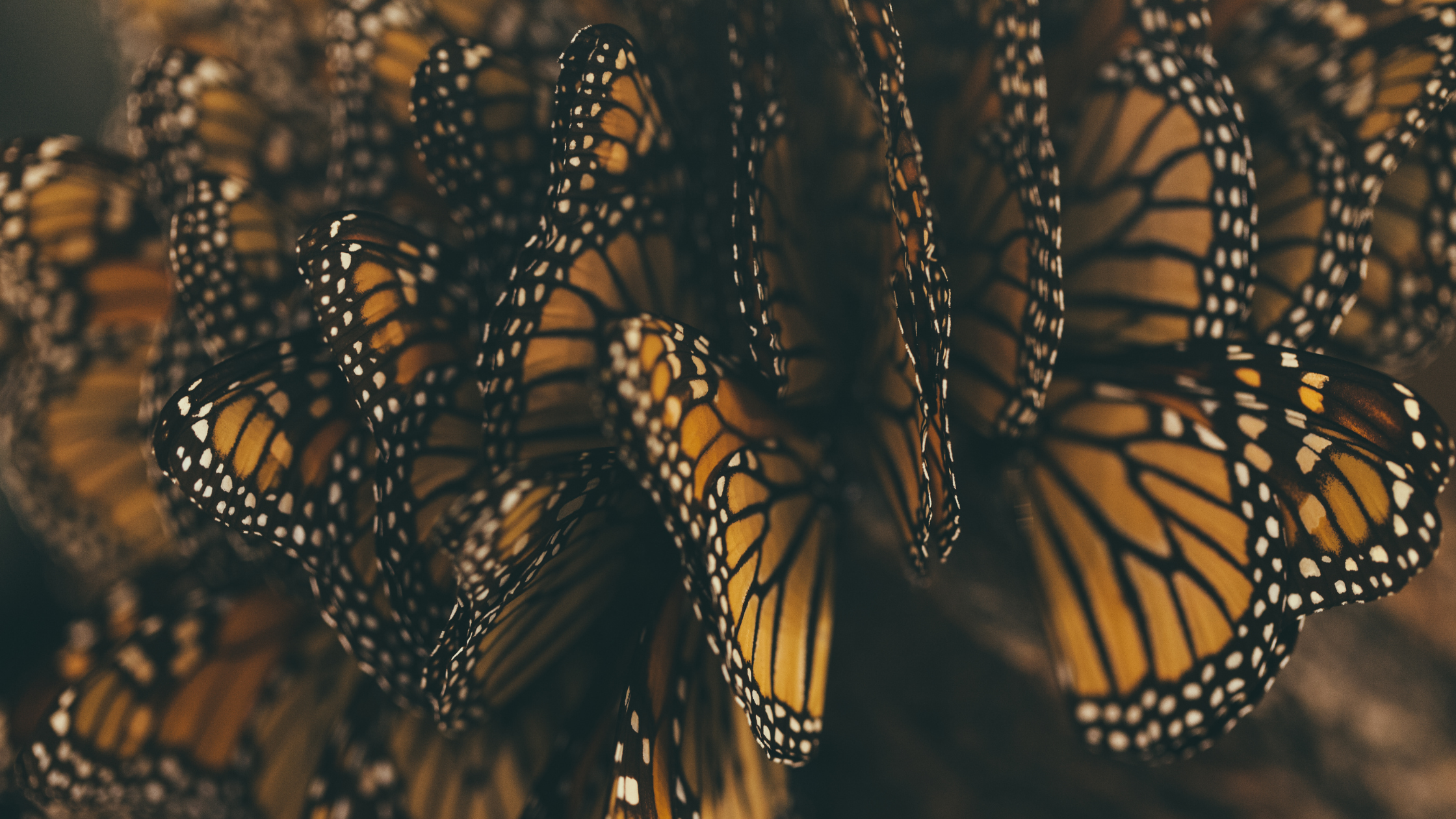 Migrar a México por trabajo: guía para actores extranjeros